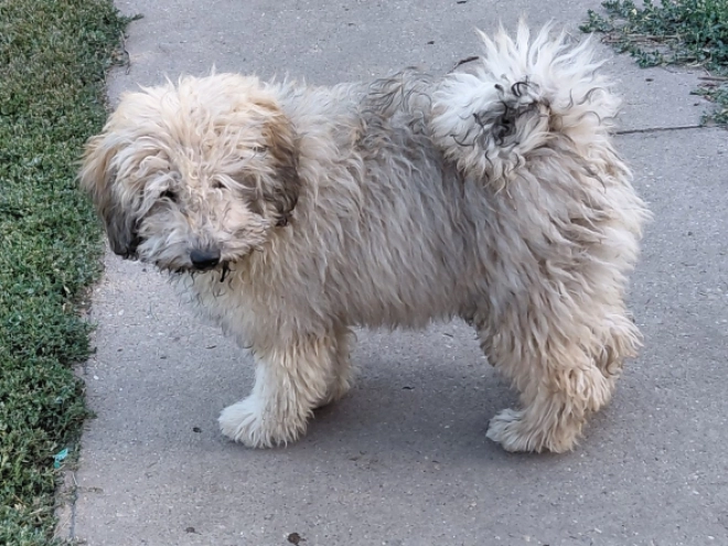 Puli puppy for sale